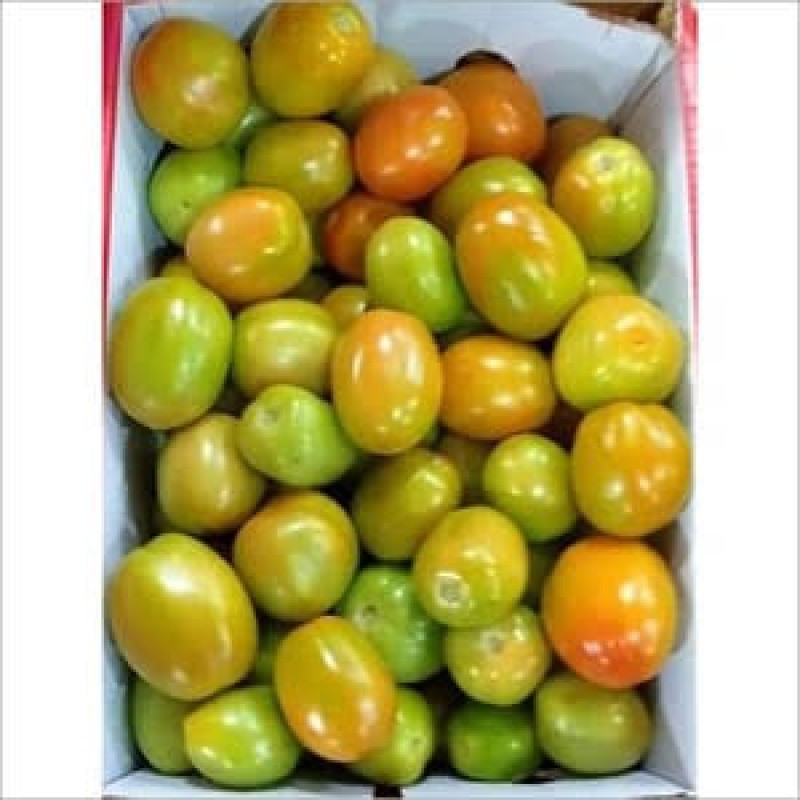 Raw tomato indian from India